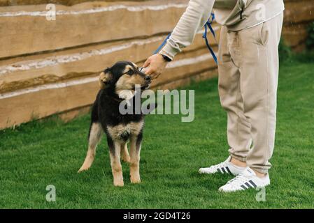 Un cucciolo carino sta riposando con il suo proprietario, trascorrendo il tempo insieme all'aria aperta. Un uomo batte un animale domestico sulla testa Foto Stock