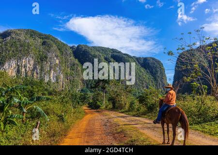 VINALES, CUBA - CIRCA AGOSTO 2015: Un cavallo locale nella Valle dei Vinales, Cuba Foto Stock