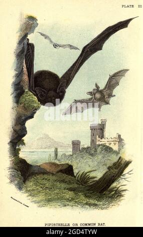 Il pipistrello comune (Pipistrellus pipistrellus) è un piccolo pipistrelle microbat la cui vasta gamma si estende in tutta Europa, Nord Africa, Sud Asia, dal libro ' UN manuale alla mammalia britannica ' di Richard Lydekker, 1849-1915 pubblicato a Londra, da Edward Lloyd nel 1896 Foto Stock