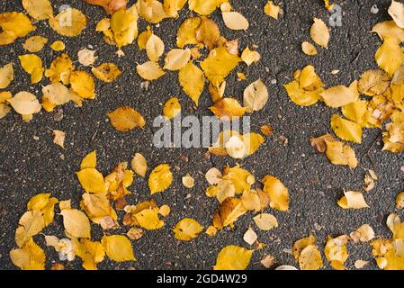 Sfondo autunno naturale. Foglie gialle autunnali caduti sull'asfalto Foto Stock