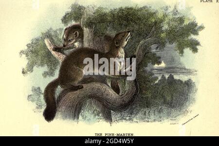 La martora di pino europea (Martes martes qui come Martes di Mustela), conosciuta anche come la martora di pino o la martora europea, è una mustelide nativa e diffusa in Europa del Nord dal libro ' UN manuale alla mammalia britannica ' di Richard Lydekker, 1849-1915 pubblicato a Londra, Di Edward Lloyd nel 1896 Foto Stock
