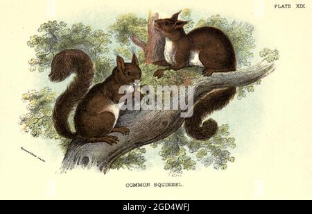 Lo scoiattolo rosso o scoiattolo rosso eurasiatico (Sciurus vulgaris) è una specie di scoiattolo del genere Sciurus, comune in tutta l'Eurasia. Lo scoiattolo rosso è un roditore arboreo, principalmente erbivoro. Dal libro ' A hand-book to the British mammalia ' di Richard Lydekker, 1849-1915 pubblicato a Londra, da Edward Lloyd nel 1896 Foto Stock