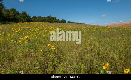 Chorleywood, Regno Unito. 11 agosto 2021. Regno Unito Meteo – i girasoli fioriscono in una giornata di sole in un campo vicino a Chorleywood, Hertfordshire. Oltre ad essere attraente per gli impollinatori, i semi di girasole forniranno cibo per gli uccelli durante l'autunno. Dopo diversi giorni di pioggia intensa, si prevedono condizioni più calde e più asciutte. Il display è molto inferiore rispetto all'anno precedente, probabilmente a causa della scarsa primavera e della scarsa estate. Credit: Stephen Chung / Alamy Live News Foto Stock
