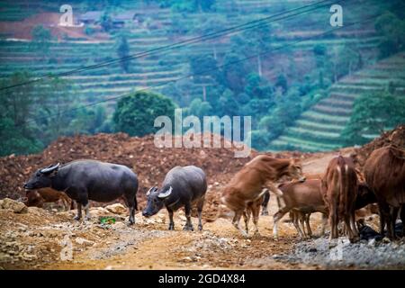 CAN può mercato del bestiame nella provincia di Lao Cai nord del Vietnam Foto Stock