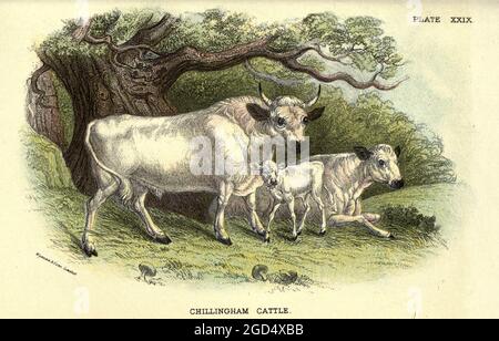 I bovini di Chilingham (Bos taurus) i bovini di Chilingham, noti anche come bovini selvatici di Chilingham, sono una razza di bovini che vivono in un grande parco chiuso a Chilingham Castle, Northumberland, Inghilterra. Dal libro ' A hand-book to the British mammalia ' di Richard Lydekker, 1849-1915 pubblicato a Londra, da Edward Lloyd nel 1896 Foto Stock