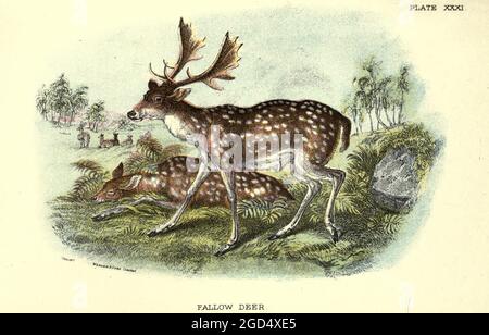 Il daino europeo o daino comune (Dama dama dama qui come Cervus dama) è una specie di mammifero ruminante appartenente alla famiglia Cervidae. È originario della Turchia e forse della penisola italiana, della penisola balcanica e dell'isola di Rodi in Europa, ma è stato introdotto anche in altre parti d'Europa e nel resto del mondo. Dal libro ' A hand-book to the British mammalia ' di Richard Lydekker, 1849-1915 pubblicato a Londra, da Edward Lloyd nel 1896 Foto Stock