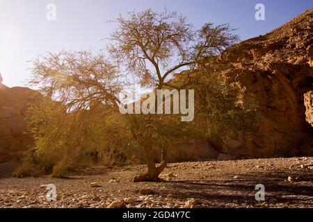 Red Canyon, deserto paesaggio. Lone Acacia albero che sopravvive nel paesaggio arido Foto Stock