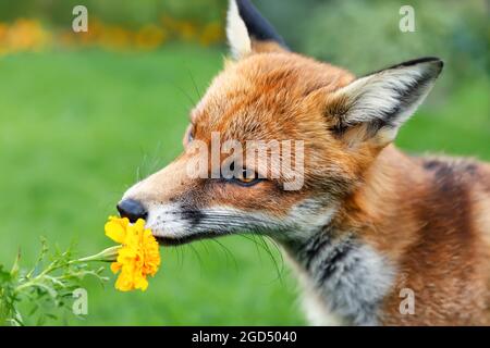 Primo piano di una volpe rossa (Vulpes vulpes) che sniffing un fiore di marigold in estate, Regno Unito. Foto Stock