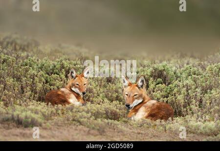 Primo piano di due rari lupi etiopi in pericolo (Canis simensis) che giacciono sull'erba, sulle montagne di Bale, sull'Etiopia. Foto Stock