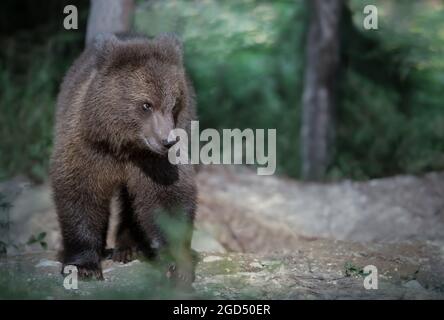 Primo piano di un carino orso bruno eurasiatico nella foresta, estate in Finlandia. Foto Stock