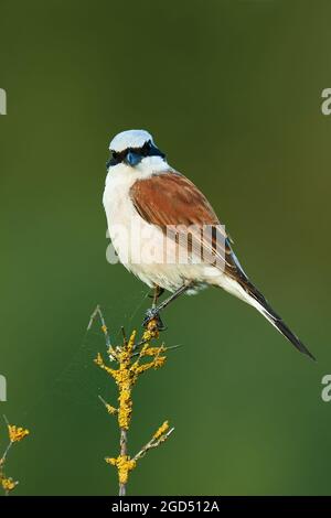 Uccello di gamberi rosso, maschio seduto su un ramoscello. Vista laterale, primo piano. Sfondo verde naturale sfocato. Genere specie Lanius collurio. Foto Stock