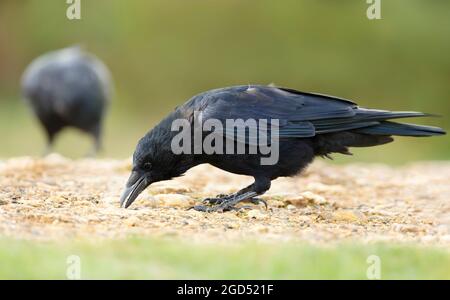 Primo piano di un Carrion Crow Eating, Regno Unito. Foto Stock