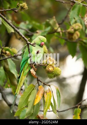 Primo piano di un Parakeet con collo ad anello arroccato in un dolce castagno, Regno Unito. Foto Stock