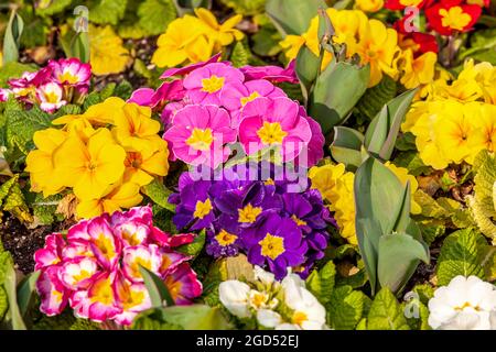 Fiori di Pansy che crescono nel giardino Foto Stock