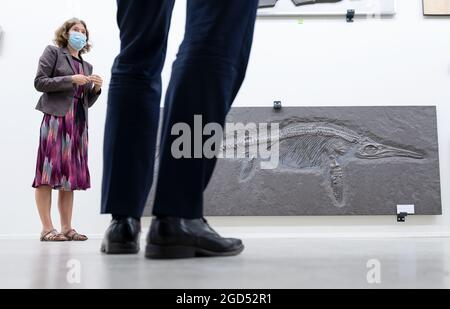 Stoccarda, Germania. 11 Agosto 2021. Erin Maxwell, curatore di vertebrati acquatici fossili presso il Naturkundemuseum di Stoccarda, si trova nella collezione scientifica del museo accanto a un fossile di circa 180 milioni di anni di pesci che il museo ha ricevuto come donazione da una compagnia di assicurazioni. La ricerca sugli Ichtyosaur è un punto focale del Museo di Storia Naturale. Credit: Marijan Murat/dpa/Alamy Live News Foto Stock