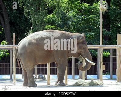 Non esclusivo: KIEV, UCRAINA - 8 AGOSTO 2021 - Khoras l'elefante vive nello zoo di Kiev, capitale dell'Ucraina. Foto Stock