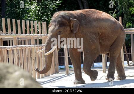 Non esclusivo: KIEV, UCRAINA - 8 AGOSTO 2021 - Khoras l'elefante vive nello zoo di Kiev, capitale dell'Ucraina. Foto Stock