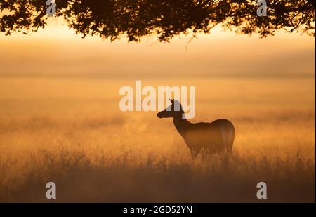 Cervi rossi nasceranno all'alba d'estate, Regno Unito. Foto Stock