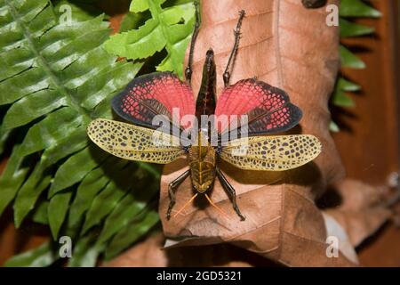 Lubber grassopper (Romalea microptera) con le ali spalmabili il grassopper del lubber è così chiamato perché è grande, stout, goffo. È il più conosciuto Foto Stock