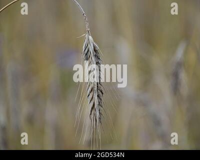 primo piano di un picco di segale invernale con un debole campo di segale e un fiore di mais sullo sfondo, i colori sono marrone e un po' blu. fatto in un campo di mais, Foto Stock
