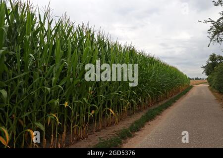 Campo di mais verde in una giornata estiva brillante. Foto Stock