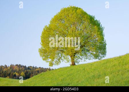 Botanica, lime nei pressi di Ebmatingen, nelle alture di Zurigo, Svizzera, USO NON ESCLUSIVO PER L'USO DI CARTOLINE-BIGLIETTI-AUGURI-PIEGHEVOLI Foto Stock