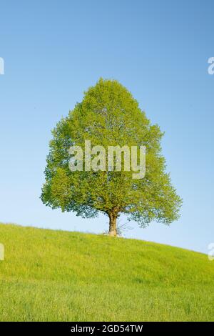 Botanica, lime nei pressi di Ebmatingen, nelle alture di Zurigo, Svizzera, USO NON ESCLUSIVO PER L'USO DI CARTOLINE-BIGLIETTI-AUGURI-PIEGHEVOLI Foto Stock