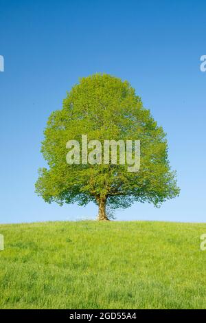 Botanica, lime nei pressi di Ebmatingen, nelle alture di Zurigo, Svizzera, USO NON ESCLUSIVO PER L'USO DI CARTOLINE-BIGLIETTI-AUGURI-PIEGHEVOLI Foto Stock