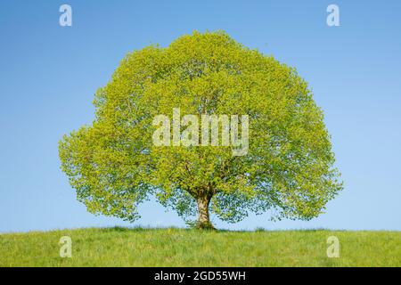 Botanica, lime nei pressi di Ebmatingen, nelle alture di Zurigo, Svizzera, USO NON ESCLUSIVO PER L'USO DI CARTOLINE-BIGLIETTI-AUGURI-PIEGHEVOLI Foto Stock