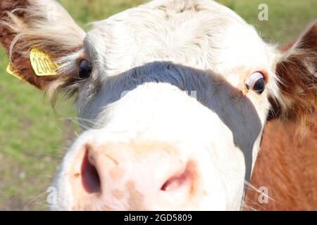 Primo piano della mucca spalancata Foto Stock