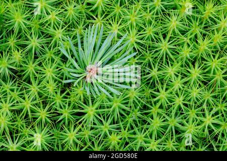 Botany, pino germogliato in muschio haircap, NO-EXCLUSIVE-USE PER CARTA-SALUTO-PIEGHEVOLE-CARD-USO Foto Stock