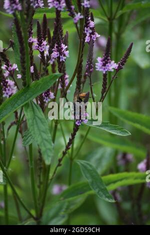 Grande Digger dorato wasp su una Verbena Foto Stock