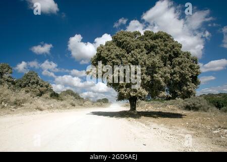 Il Quercus ithaburensis (Quercus ithaburensis) è un albero della famiglia del faggio. Fotografato a Ramot Menashe, Israele Foto Stock