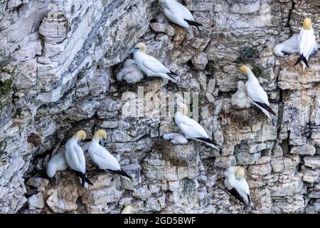 Bempton Cliffs, Yorkshire, Regno Unito: nidificazione di gannet (Morus fagannanus) Foto Stock