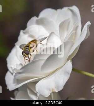 Wimbledon, Londra, Regno Unito. 11 agosto 2021. Hoverfly, Myathropa florea, prende nettare da un fiore di Iceberg Rose. Credit: Malcolm Park/Alamy Live News. Foto Stock