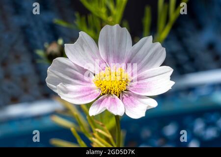 COSMOS Bipinnatus 'Daydream' una pianta di fioritura estiva con un fiore rosa estivo comunemente noto come messicano Aster, immagine di stock photo Foto Stock