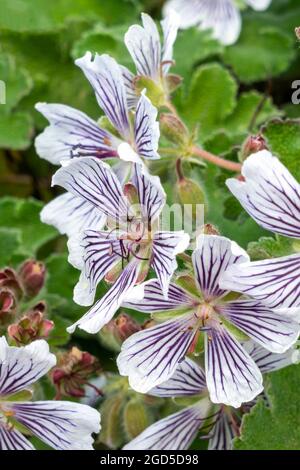 Geranio renardii una pianta fiorente estiva primaverile con un fiore estivo di colore bianco pallido e viola malva comunemente conosciuto come Renard Geranium o Caucasico Foto Stock