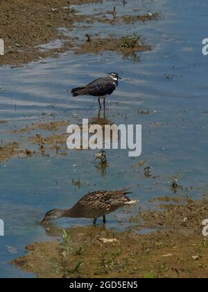 Un Northern Lapwing e una femmina Mallard si sfilano attraverso acque scintillanti e vetrose del lago sotto la forte luce del sole. Foto Stock