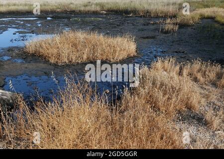 Catrame naturale asfalto buca in una palude. Lago di petrolio greggio. Foto Stock