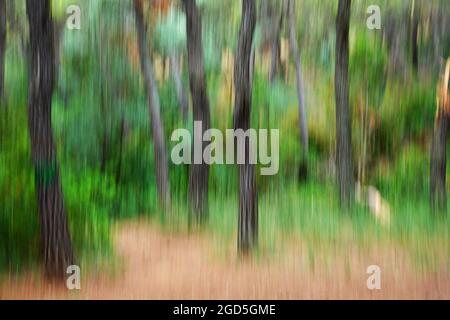 Alberi in una foresta offuscata astratta. Movimento intenzionale della telecamera. Foto Stock