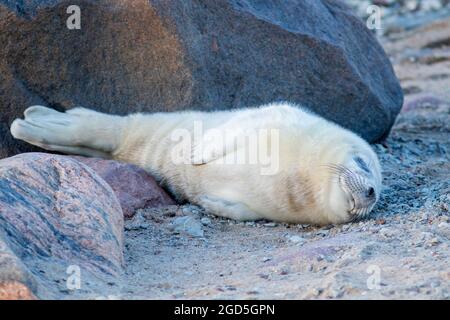 Foca grigia (Halichoerus grypus) cucito sulla spiaggia tra le rocce nella natura estone Foto Stock