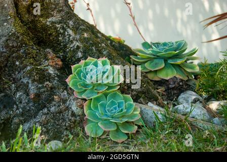 Tre piante di Echeveria ai piedi dell'albero nel giardino - spazio per il testo Foto Stock