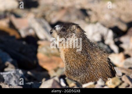 Marmot, Marmota flaviventris, dal colore giallo, nel Parco Nazionale delle Montagne Rocciose Foto Stock