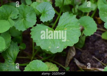 Foglie e piante verdi di Pennywort sulla terra di agricoltura, coltivazione di Pennywort su terreni umidi di fattoria, piante di Centella asiatica Foto Stock