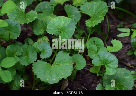 Foglie verdi di Pennywort e piante sulla terra di agricoltura, Centella asiatica Pennywort coltivazione su terreno umido fattoria Foto Stock