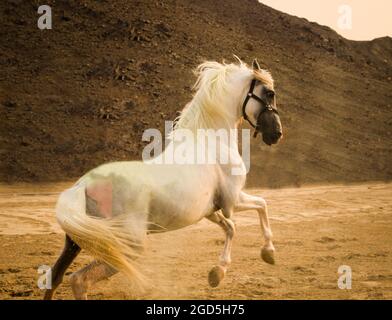 un cavallo bello e potente che ho visto, così bello per scattare una foto per i cavalli, foto all'aperto per i cavalli Foto Stock