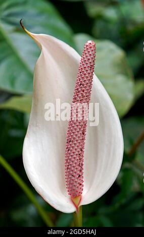 Bianco anthurium fiore sul giardino Foto Stock