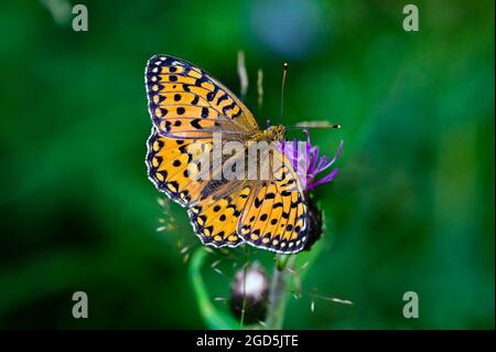 Alta Fritillary marrone Foto Stock