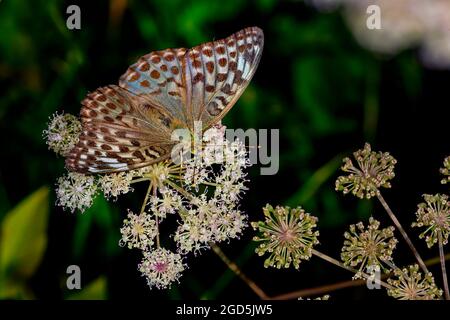 fritillary lavato con argento. Femmina. Forma blu. Foto Stock