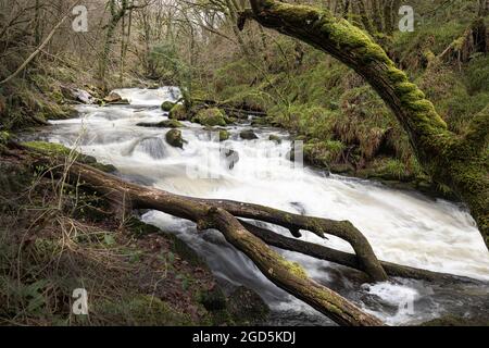 Fiume Fowey in pieno flusso a Golitha cascate Bodmin Moor Cornovaglia Foto Stock